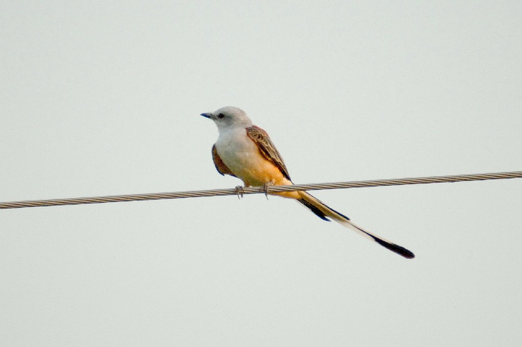 Flycatcher, Scissortail, 2006-08204462 Oklahoma.JPG - Scissortail, Route 66 East of Oklahoma City, OK, 8-2006